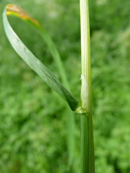 Feuille plane et rude, atteignant 6 mm de largeur accompagnée d'une longue ligule pointue. Agrandir dans une nouvelle fenêtre (ou onglet)